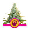 AMG - Amnesia Mac Ganja Feminized (Royal Queen Seeds)