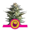 Amnesia Haze Feminized (Royal Queen Seeds)