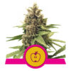 Apple Fritter Feminized (Royal Queen Seeds)