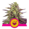 Cereal Milk Feminized (Royal Queen Seeds)