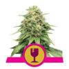 Critical Feminized (Royal Queen Seeds)