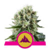 Critical Kush Feminized (Royal Queen Seeds)