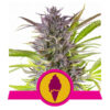 Green Gelato Feminized (Royal Queen Seeds)