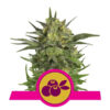 Haze Berry Feminized (Royal Queen Seeds)