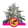 Honey Cream Fast Flowering Feminized (Royal Queen Seeds)