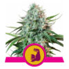 HulkBerry Feminized (Royal Queen Seeds)