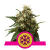 Ice Feminized (Royal Queen Seeds)