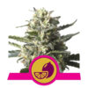 Lemon Shining Silver Haze Feminized (Royal Queen Seeds)