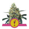 Mimosa Feminized (Royal Queen Seeds)