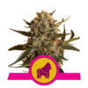 Mother Gorilla (Voorheen Royal Madre) Feminized (Royal Queen Seeds)