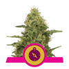 Northern Light Feminized (Royal Queen Seeds)