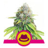 OG Kush Feminized (Royal Queen Seeds)