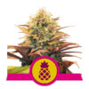 Pineapple Kush Feminized (Royal Queen Seeds)