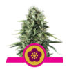 Power Flower Feminized (Royal Queen Seeds)