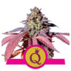 Purple Queen Feminized (Royal Queen Seeds)