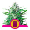 Royal AK Feminized (Royal Queen Seeds)