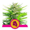 Royal Cheese Feminized (Fast Flowering) (Royal Queen Seeds)