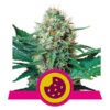 Royal Cookies Feminized (Royal Queen Seeds)