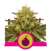 Royal Domina Feminized (Royal Queen Seeds)