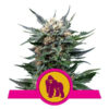 Royal Gorilla Feminized (Royal Queen Seeds)