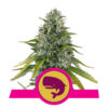 Royal Moby Feminized (Royal Queen Seeds)