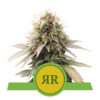 Royal Runtz Auto (Royal Queen Seeds)