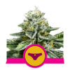 Sherbet Queen Feminized (Royal Queen Seeds)