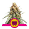 Shining Silver Haze Feminized (Royal Queen Seeds)