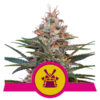 Shogun Feminized (Royal Queen Seeds)