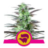 Skunk XL Feminized (Royal Queen Seeds)