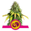 Somango XL Feminized (Royal Queen Seeds)