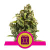 Sour Diesel Feminized (Royal Queen Seeds)