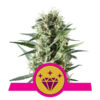 Special Kush 1 Feminized (Royal Queen Seeds)