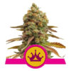 Special Queen 1 Feminized (Royal Queen Seeds)