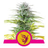 Speedy Chile (Fast Flowering) Feminized (Royal Queen Seeds)