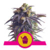 Sundae Driver Feminized (Royal Queen Seeds)