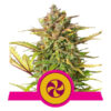 Sweet ZZ Feminized (Royal Queen Seeds)