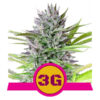 Triple G Feminized (Royal Queen Seeds)