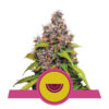 Watermelon Feminized (Royal Queen Seeds)