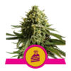 Wedding Cake Feminized (Royal Queen Seeds)