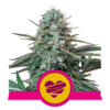 Wedding Crasher Feminized (Royal Queen Seeds)