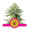 White Widow Feminized (Royal Queen Seeds)