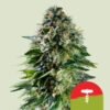 Corkscrew Auto (Royal Queen Seeds)