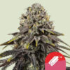 Dynamite Diesel Feminized (Tyson 2.0 Seeds)