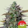 GOAT'lato Auto (Tyson 2.0 Seeds)