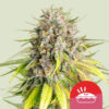 Punch Pie Feminized (Tyson 2.0 Seeds)